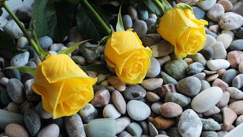 Three yellow roses laid over a bed of river rocks